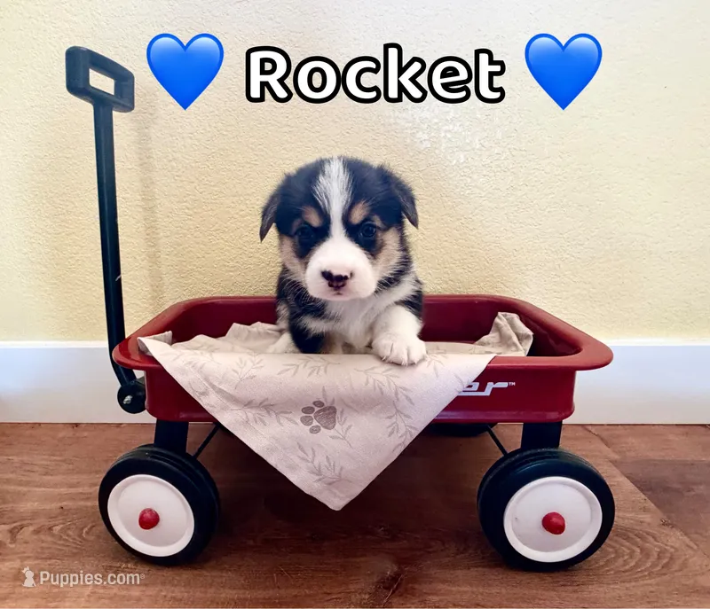 Rocket – Pembroke Welsh Corgi puppy on hold in Corning, CA