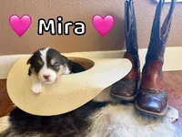 Mira, a female Pembroke Welsh Corgi for sale in Corning, CA – 2 of 2
