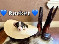 Rocket, a male Pembroke Welsh Corgi for sale in Corning, CA – 2 of 2