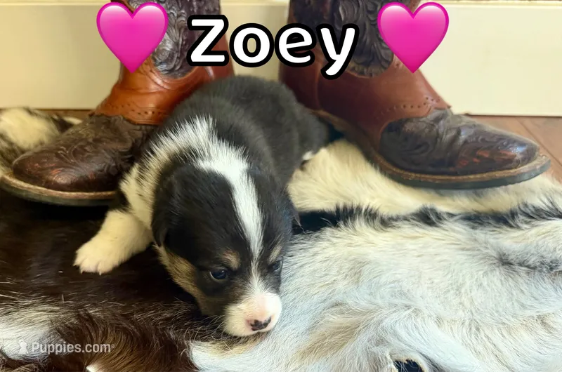 Zoey – Pembroke Welsh Corgi puppy for sale in Corning, CA