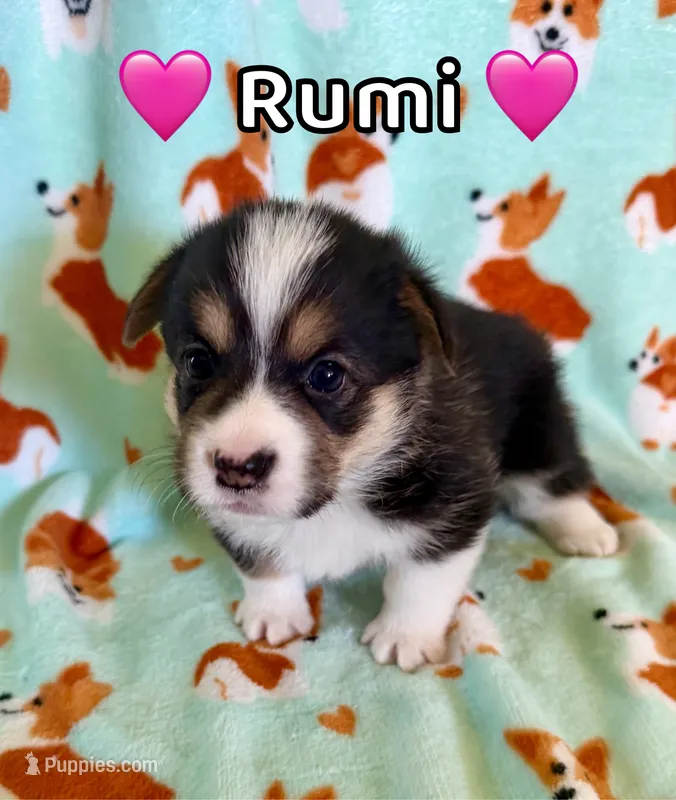 Rumi – Pembroke Welsh Corgi puppy on hold in Corning, CA