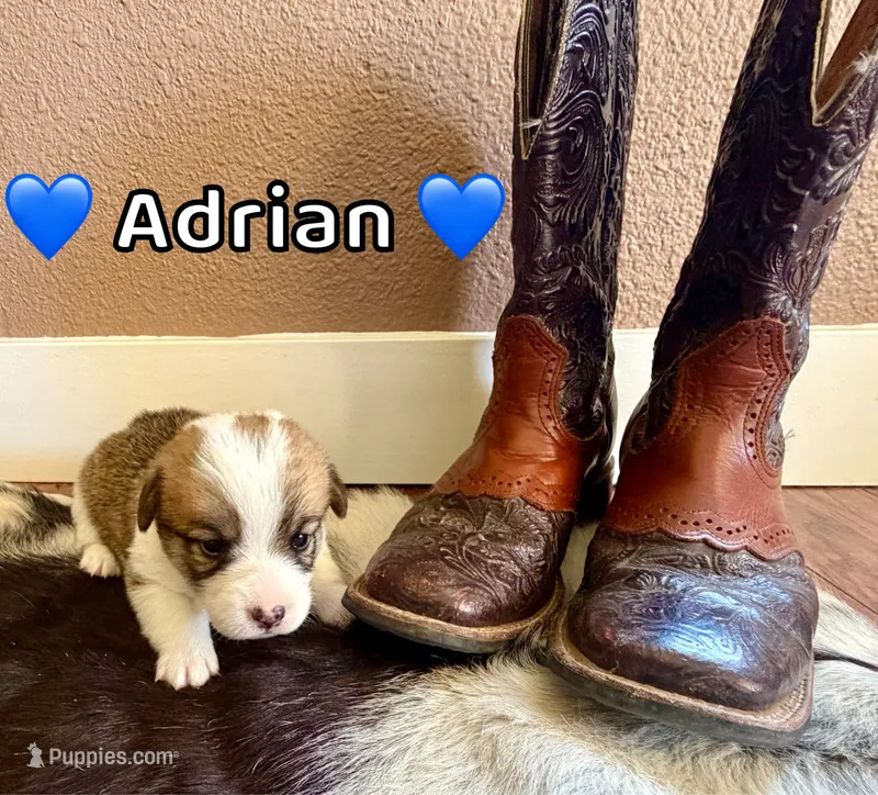 Adrian – Pembroke Welsh Corgi puppy for sale in Corning, CA