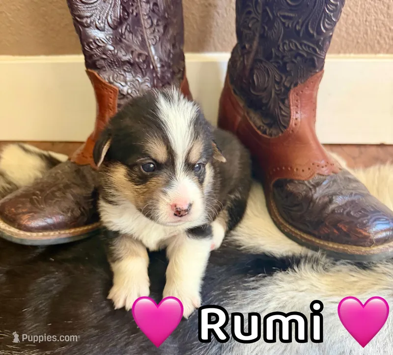 Rumi – Pembroke Welsh Corgi puppy for sale in Corning, CA