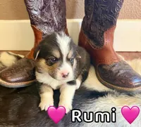 Rumi, a female Pembroke Welsh Corgi for sale in Corning, CA – 1 of 2