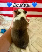 Adrian, a male Pembroke Welsh Corgi for sale in Corning, CA – 2 of 3