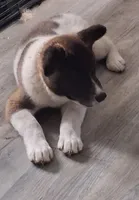 MoonShine , a male Akita for sale in South Bend, IN – 4 of 10
