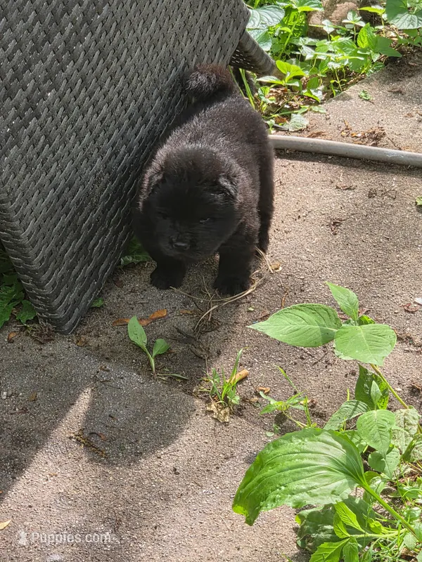 Ram – Chow Chow puppy for sale in South Bend, IN