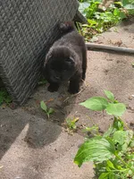 Ram, a male Chow Chow for sale in South Bend, IN – 1 of 1