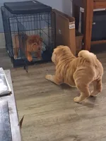 Bīng jīng , a male Chinese Shar-Pei for sale in South Bend, IN – 8 of 10