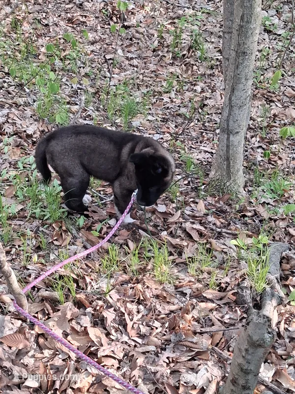 Yuki – Akita puppy for sale in South Bend, IN