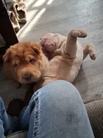 Ree, a female Chinese Shar-Pei for sale in South Bend, IN – 7 of 10