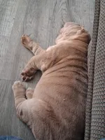 Bīng jīng , a male Chinese Shar-Pei for sale in South Bend, IN – 2 of 10