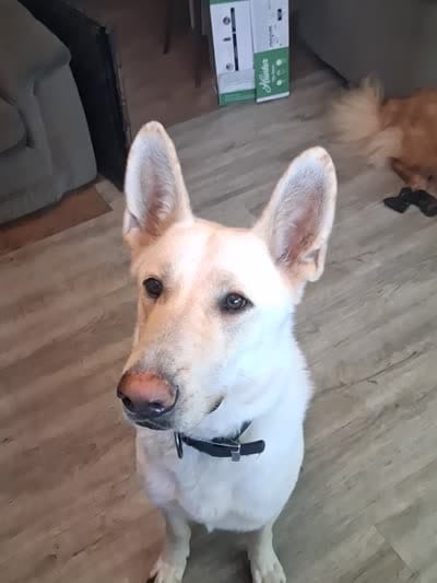 Jew, a male German Shepherd Dog for sale in South Bend, IN – 3 of 3