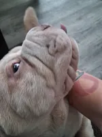 Bīng jīng , a male Chinese Shar-Pei for sale in South Bend, IN – 10 of 10