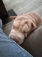 Bīng jīng , a male Chinese Shar-Pei for sale in South Bend, IN – 5 of 10