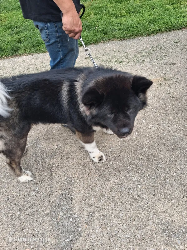Mars – Akita puppy for sale in South Bend, IN
