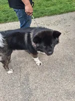 Mars, a male Akita for sale in South Bend, IN – 1 of 2