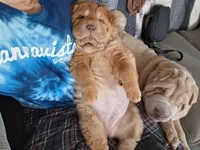 Ree, a female Chinese Shar-Pei for sale in South Bend, IN – 8 of 10