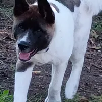 MoonShine , a male Akita for sale in South Bend, IN – 2 of 2