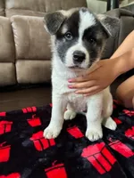 Male 1, a male Akita for sale in South Bend, IN – 1 of 2
