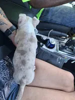Cao cao, a male American Bully for sale in South Bend, IN – 3 of 6