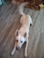 Jew, a male German Shepherd Dog for sale in South Bend, IN – 2 of 3