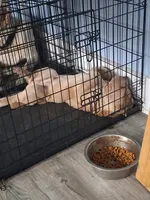 Bīng jīng , a male Chinese Shar-Pei for sale in South Bend, IN – 4 of 10