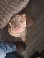 Bīng jīng , a male Chinese Shar-Pei for sale in South Bend, IN – 7 of 10