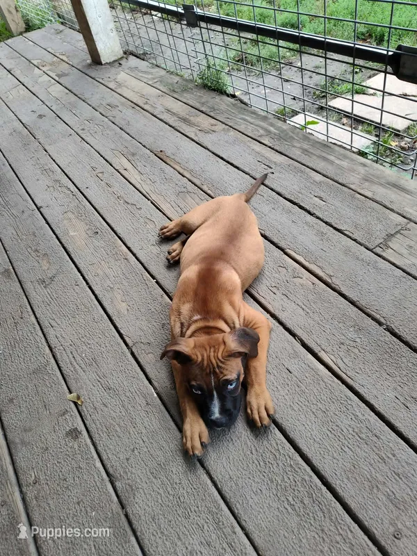 Bella – American Pit Bull Terrier, Mountain Cur puppy for sale in South Bend, IN