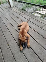 Bella, a female American Pit Bull Terrier and Mountain Cur for sale in South Bend, IN – 1 of 2
