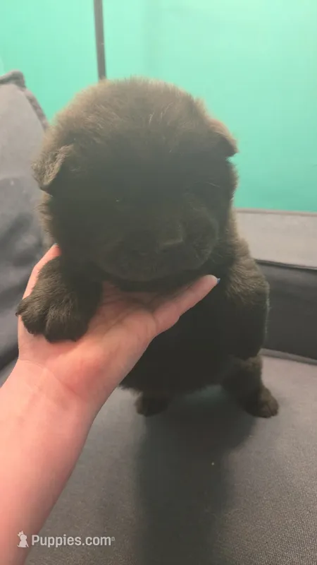 Ram – Chow Chow puppy for sale in South Bend, IN