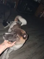 MoonShine , a male Akita for sale in South Bend, IN – 9 of 10
