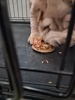 Bīng jīng , a male Chinese Shar-Pei for sale in South Bend, IN – 6 of 10