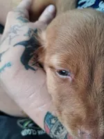 Last male., a male Miniature Dachshund for sale in South Bend, IN – 8 of 9