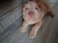 Bīng jīng , a male Chinese Shar-Pei for sale in South Bend, IN – 9 of 10