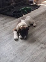 MoonShine , a male Akita for sale in South Bend, IN – 7 of 10