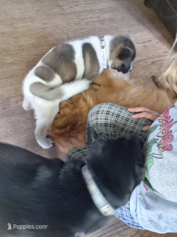 MoonShine  – Akita puppy for sale in South Bend, IN