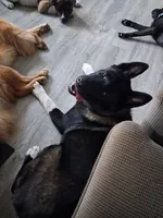 Yuki, a female Akita for sale in South Bend, IN – 7 of 8
