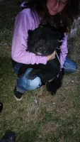 Raven , a female Chow Chow for sale in South Bend, IN – 2 of 3