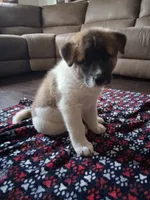 Male 3, a male Akita for sale in South Bend, IN – 2 of 2