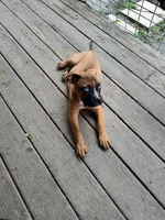 Bella, a female American Pit Bull Terrier and Mountain Cur for sale in South Bend, IN – 2 of 2