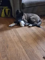 Yuki, a female Akita for sale in South Bend, IN – 5 of 5