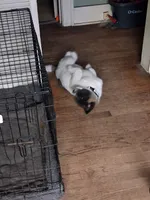 MoonShine , a male Akita for sale in South Bend, IN – 2 of 5