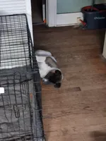MoonShine , a male Akita for sale in South Bend, IN – 5 of 5