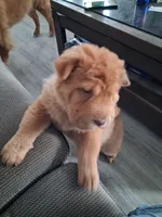 Ree, a female Chinese Shar-Pei for sale in South Bend, IN – 6 of 10