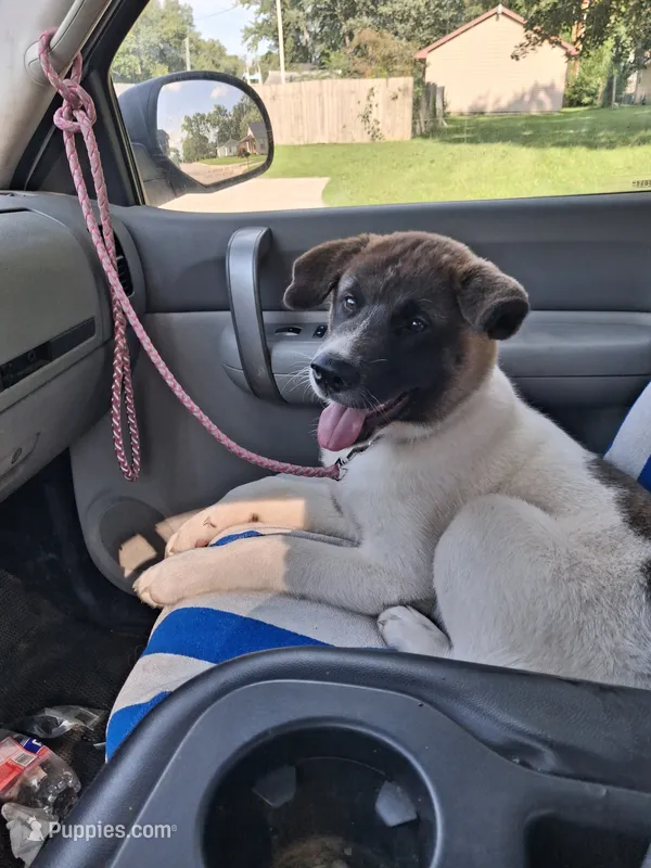 MoonShine  – Akita puppy for sale in South Bend, IN
