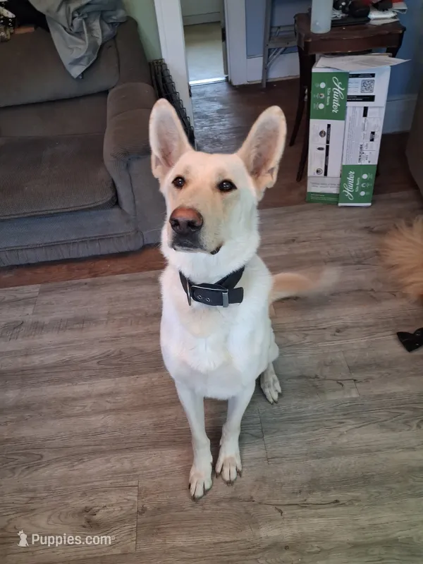 Jew – German Shepherd Dog puppy for sale in South Bend, IN