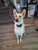 Jew, a male German Shepherd Dog for sale in South Bend, IN – 1 of 3