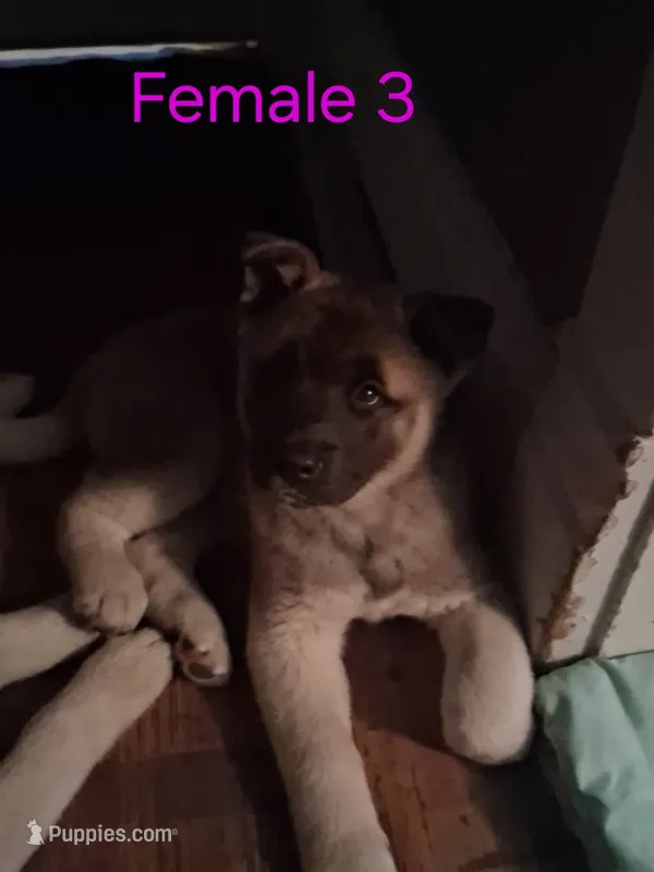 Female 3 – Akita puppy for sale in South Bend, IN