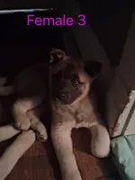 Female 3, a female Akita for sale in South Bend, IN – 1 of 1